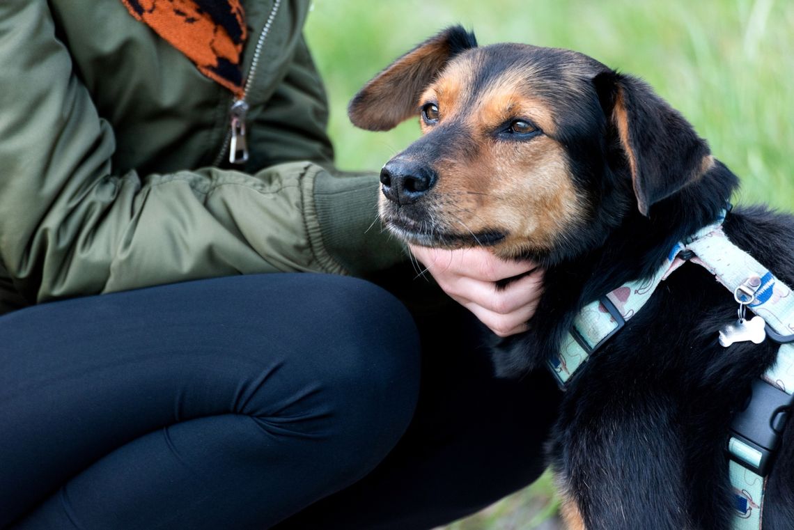 Zwierzęta zmieniają nasze życie na lepsze - Mars Polska wspiera programy adopcyjne, edukacyjne i terapeutyczne Zwierzęta zmieniają nasze życie na lepsze - Mars Polska wspiera programy adopcyjne, edukacyjne i terapeutyczne