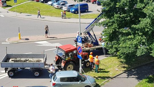 Przycinka starego dębu na ul. Fredry w Rzeszowie