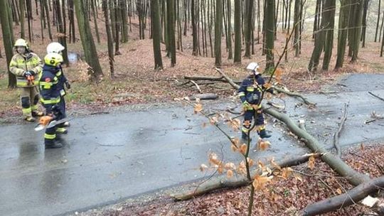 Silne wiatry na Podkarpaciu. Powalone drzewo w Hermanowej