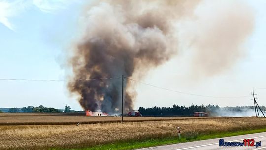 Pożar zboża w Dąbrowie. Ogień ogarnął 100 ha pola