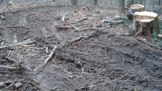 Inicjatywa Wspólny Las: Nadleśnictwo Rymanów wycina drzewa w projektowanym rezerwacie przyrody „Dolina potoku Flora”