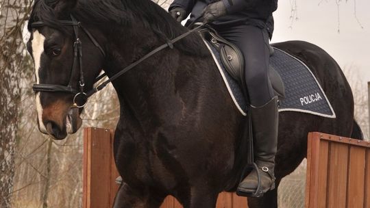 Wag i Bary dołączają do podkarpackiej policji konnej [FOTO]