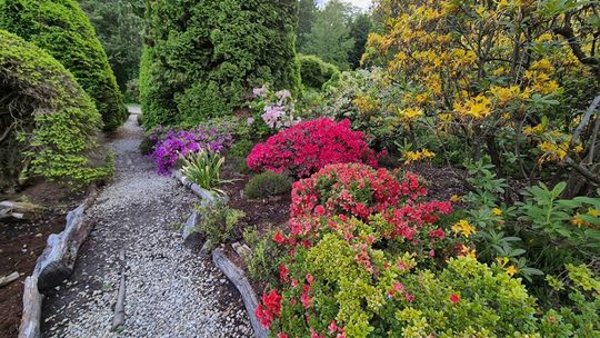 Arboretum w Bolestraszycach. Maj 2025 [FOTO]