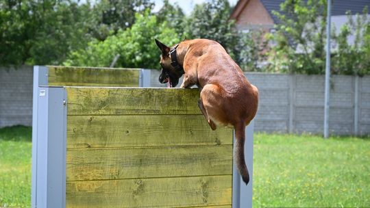 Podkarpackie eliminacje do XXII Kynologicznych Mistrzostw Policji [FOTO]